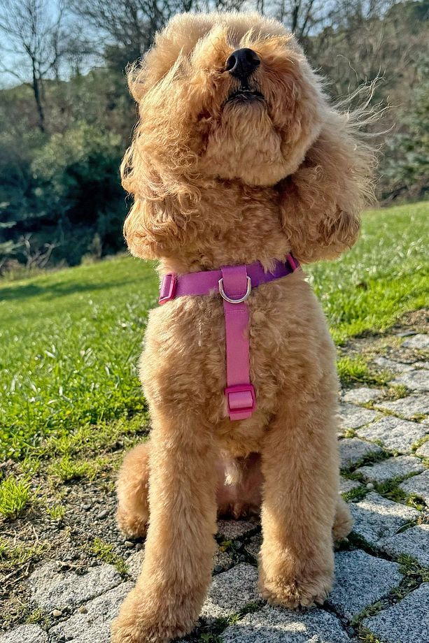 Mor-Pembe Klasik Step-in Göğüs Tasması - 1