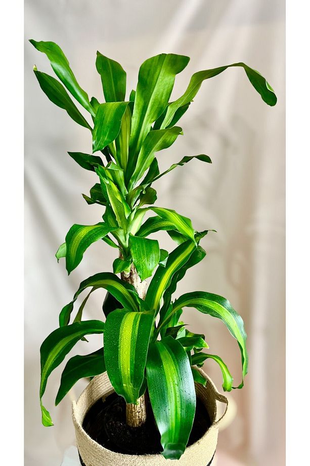DRACAENA FRAGRANS MASSENGENA 2'Lİ SALON-OFİS BİTKİSİ - 3