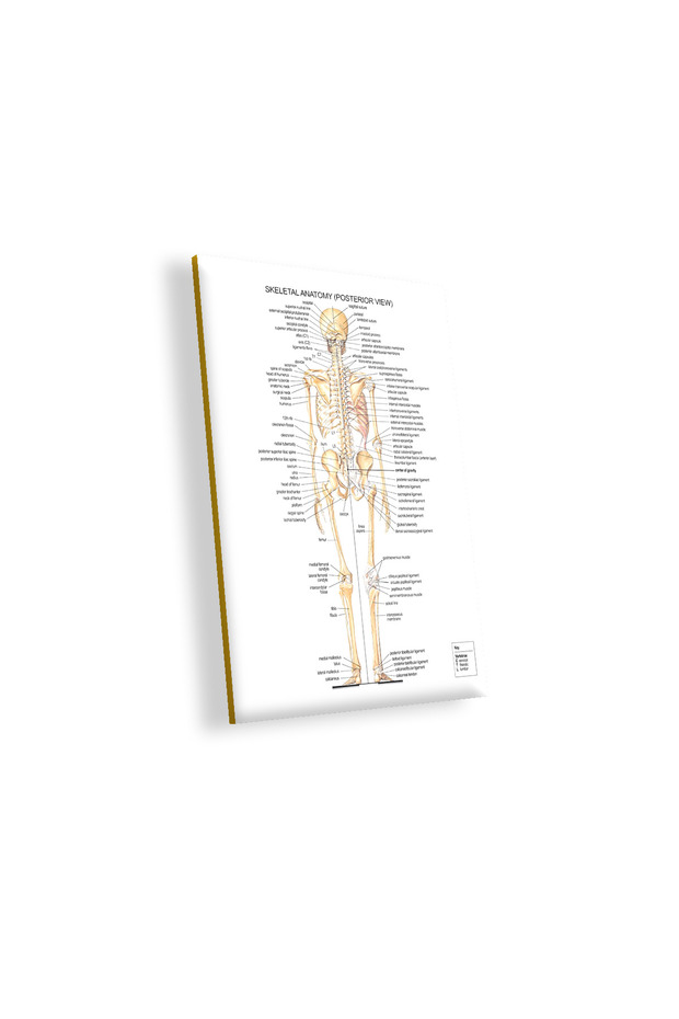 İnsan Anatomisi Arka İskelet - 2