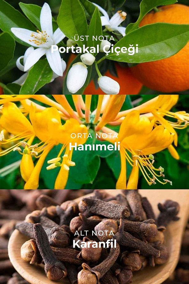 Hanımeli Çubuklu Oda Kokusu Honeysuckle Reed Diffuser 100ml - 3