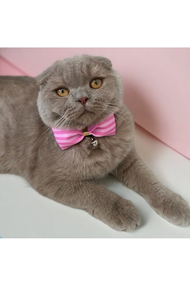 Barbi concept ribbon leash for cat and small dog breeds