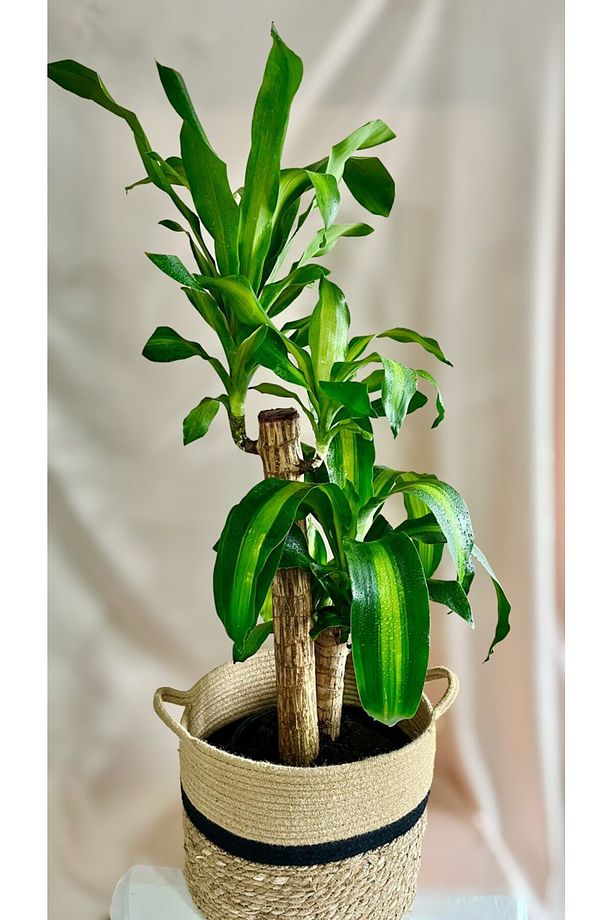 DRACAENA FRAGRANS MASSENGENA 2'Lİ SALON-OFİS BİTKİSİ - 1