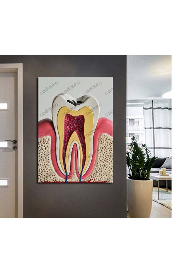 dsc661 Ağız ve Diş Polikliniği, Dişçi Tabloları, Diş Hekimi, Anatomisi Tablo - 1