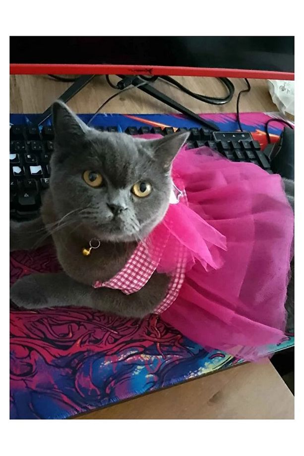 Pembe Kareli Yıldızlı Tüllü Kedi Köpek Kıyafeti Elbisesi XS/XSMALL/Beden 0 - 1