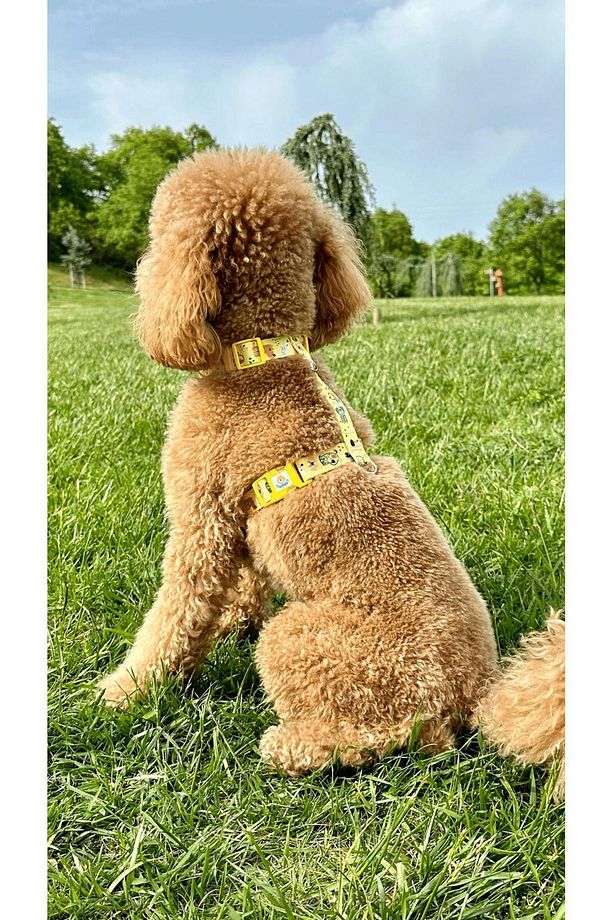 Sarı Köpekli H Tipi Göğüs Tasması - 5