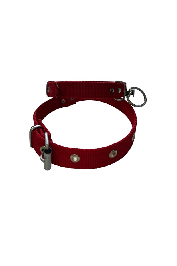 Medium Dog Collar - 1