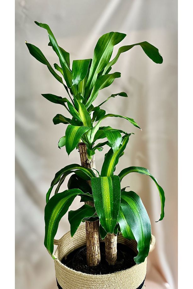 DRACAENA FRAGRANS MASSENGENA 2'Lİ SALON-OFİS BİTKİSİ - 2