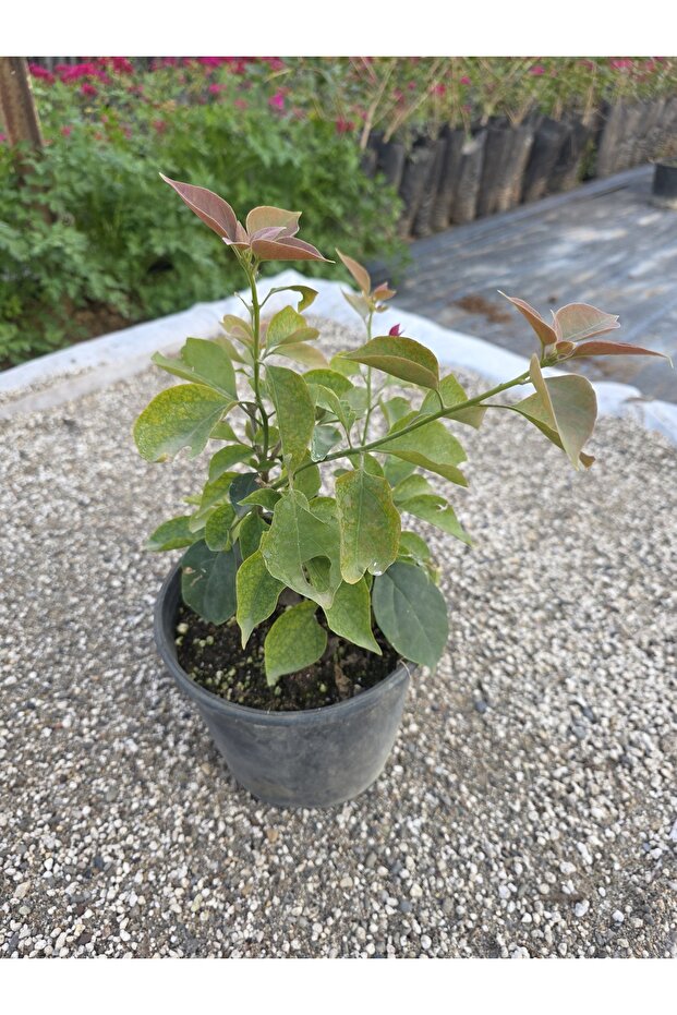 Begonvil sarmaşık tip - 4