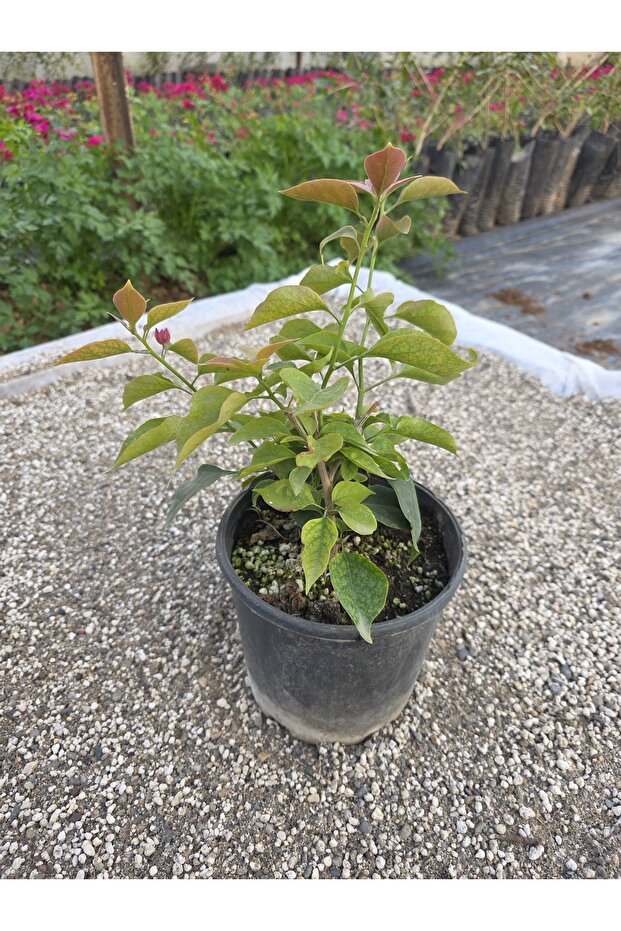 Begonvil sarmaşık tip - 5