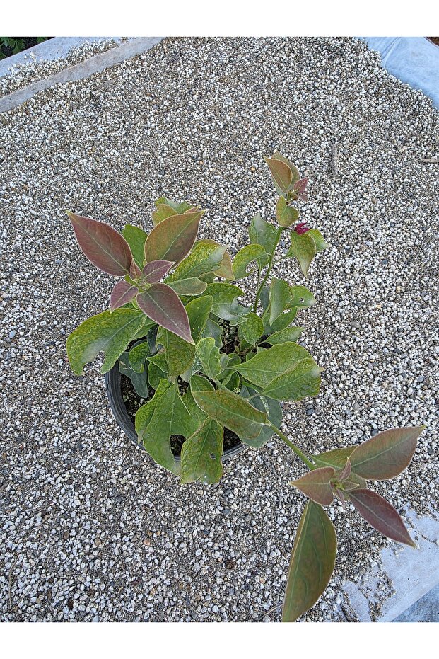 Begonvil sarmaşık tip - 3