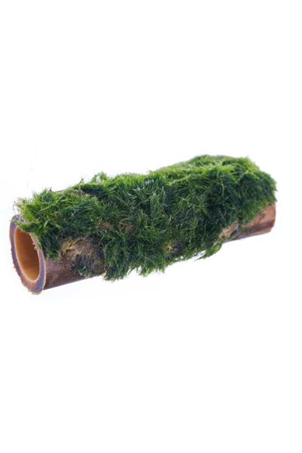 Marimo Moss Bambu Canlı Bitki - 1