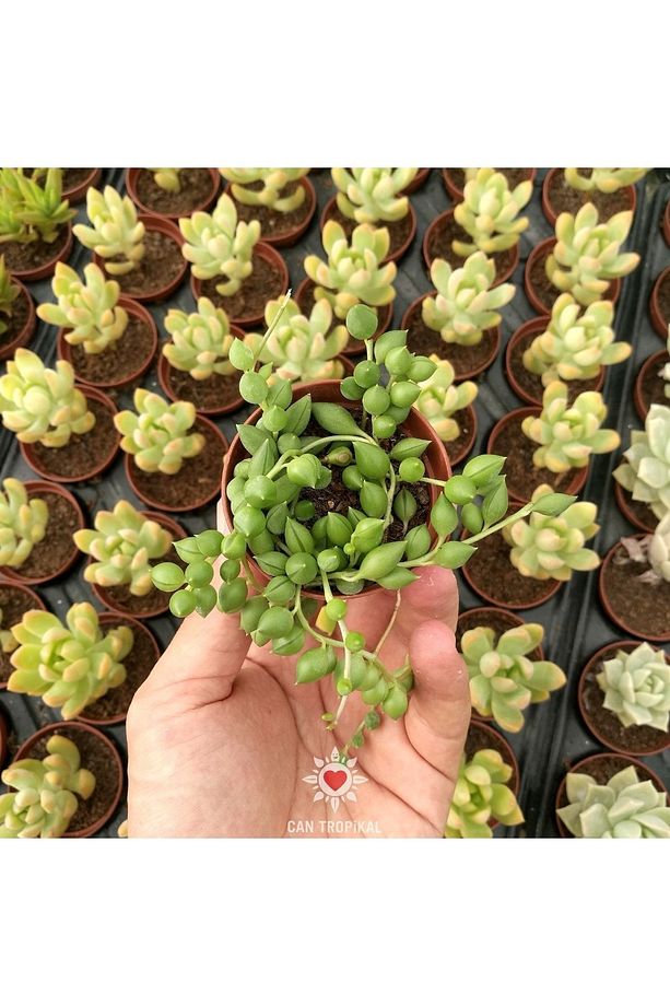 Senecio Rowleyanus Sivri Boncuk Çiçeği Tespih Çiçeği Sukulent - 4