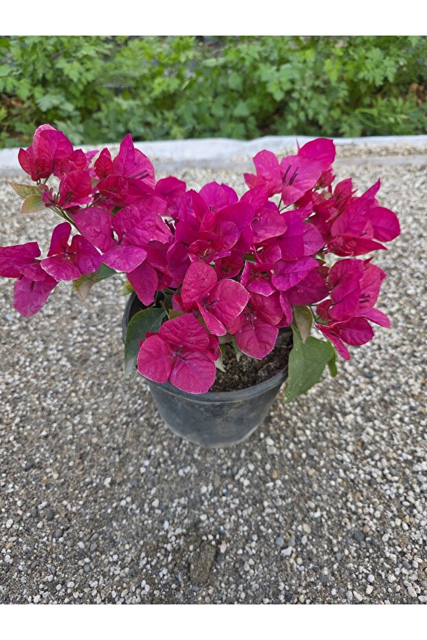 Begonvil sarmaşık tip - 2