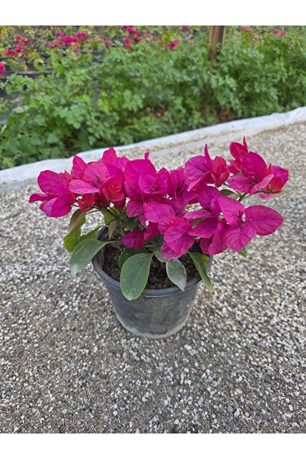 Begonvil sarmaşık tip - 1