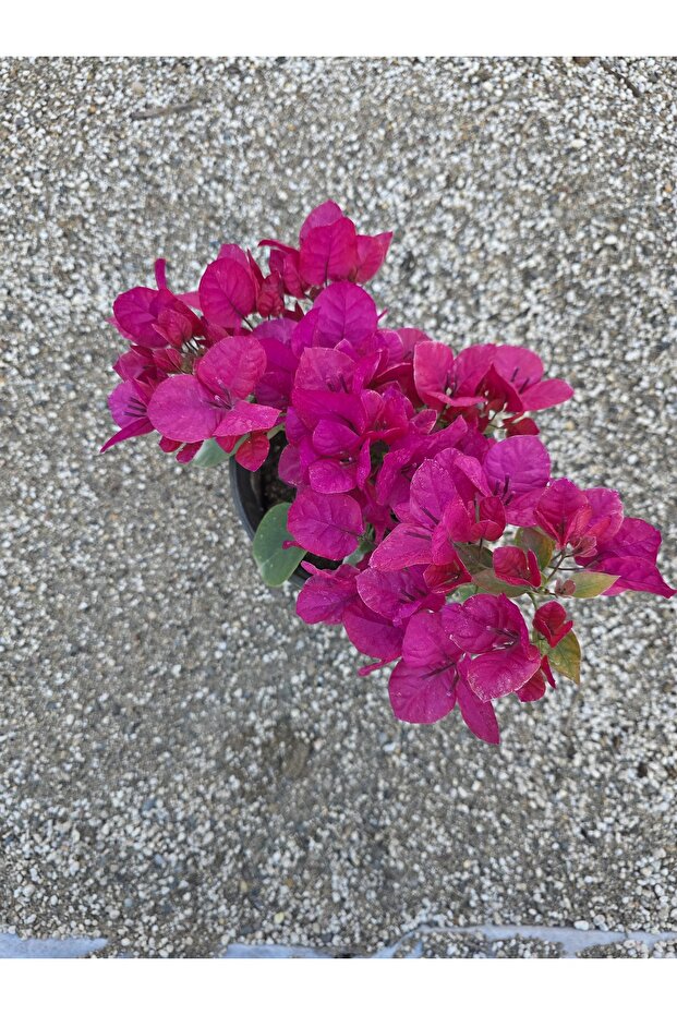 Begonvil sarmaşık tip - 6