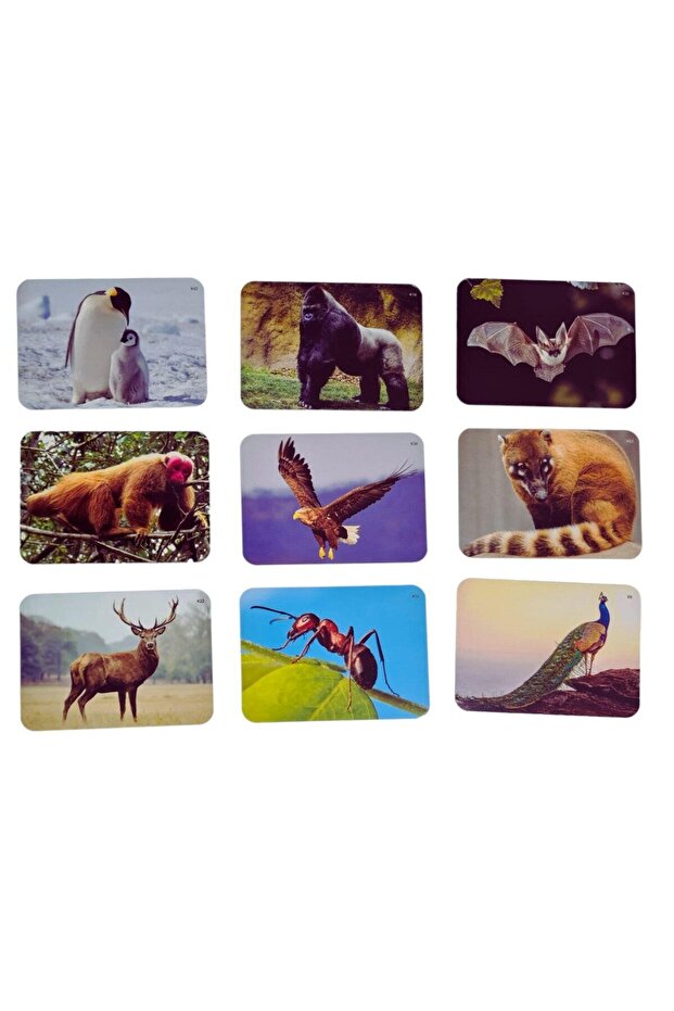 Learning Cube® language game - Noah's Ark - 2