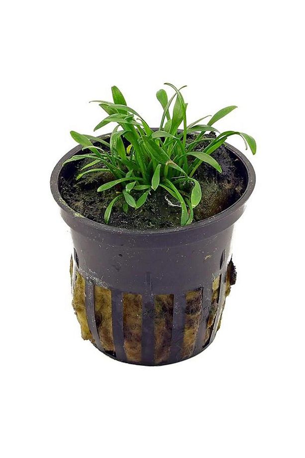 Cryptocoryne Parva Saksı Canlı Bitki - 2