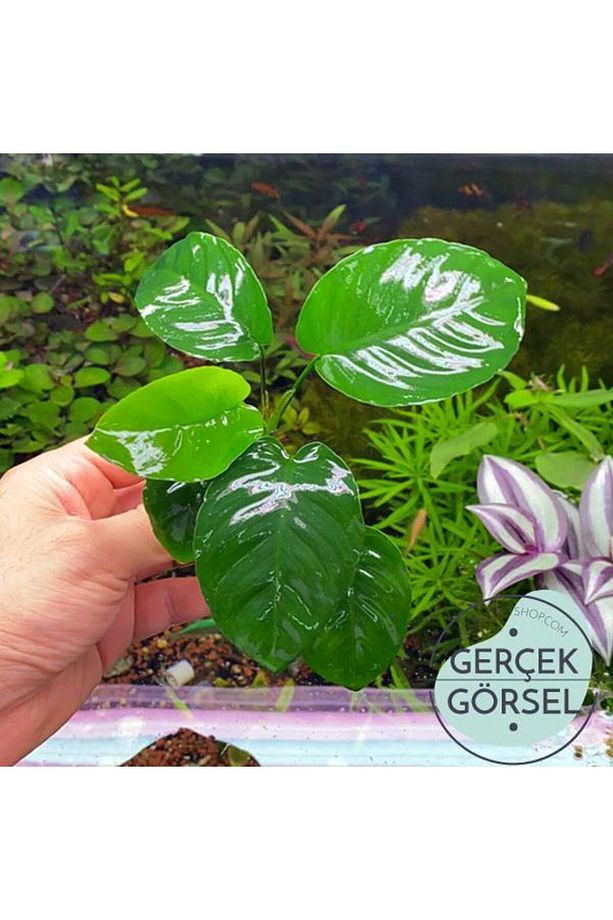 Anubias Broad Leaf 6-7 Yapraklı Canlı Bitki M - 1
