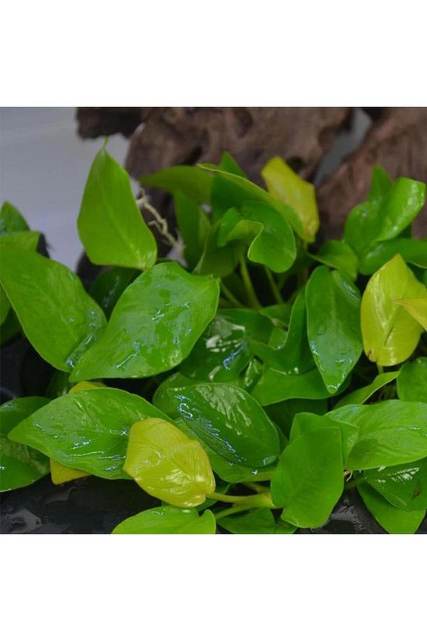 Anubias Nana Gold 6-7 Yapraklı Canlı Bitki - 3
