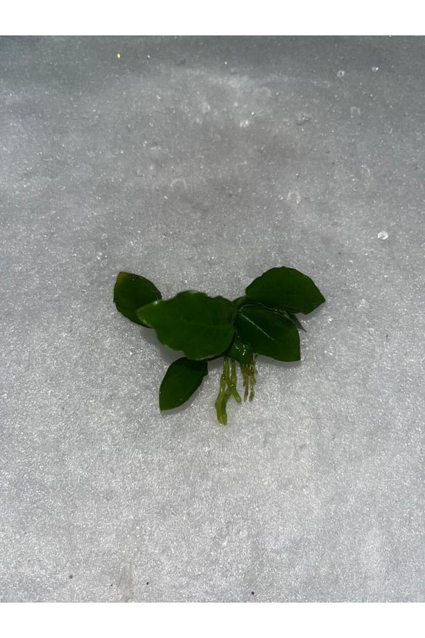Bitki L359 Anubias barteri var nana (bonsai) - 2
