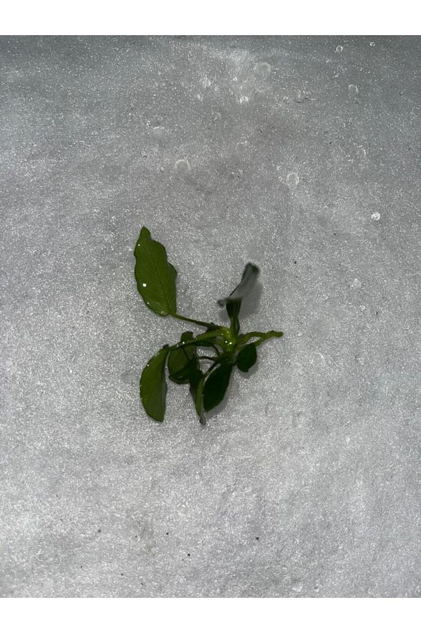 Bitki L359 Anubias barteri var nana (bonsai) - 3