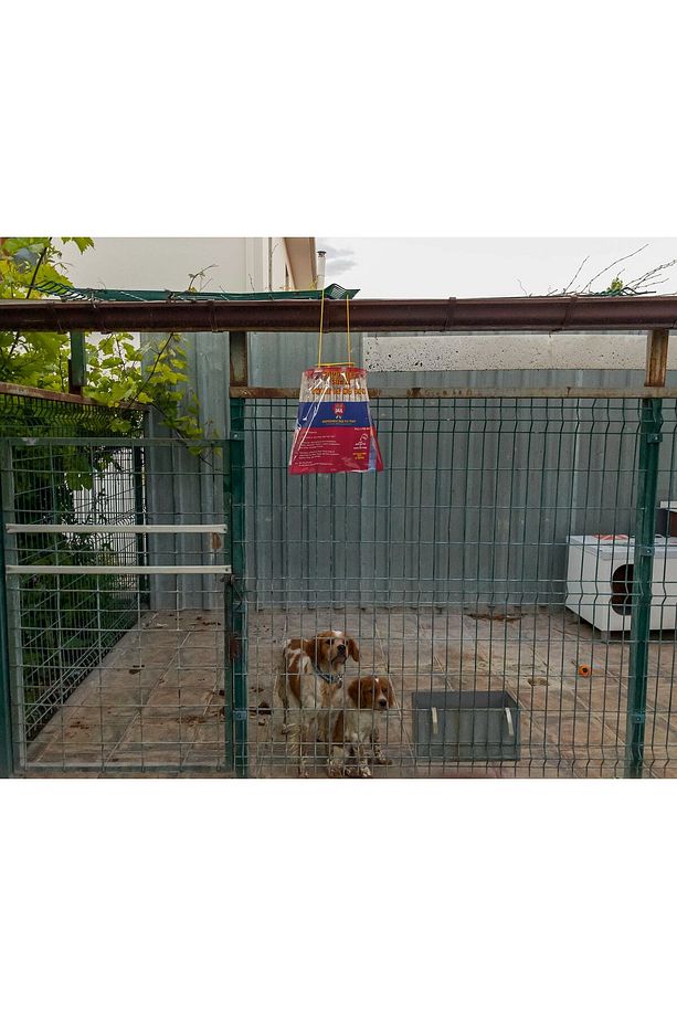 2 Adet Xl | Poşet Karasinek Tuzağı - 8