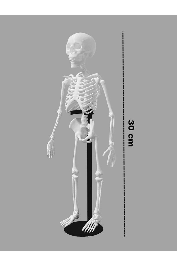 Standlı İnsan iskelet Modeli Oynar Eklemli & Standlı İnsan iskelet Maketi 30 Cm - 1 adet - 1