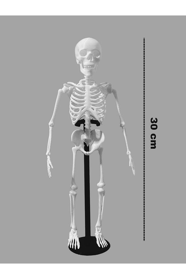 Standlı İnsan iskelet Modeli Oynar Eklemli & Standlı İnsan iskelet Maketi 30 Cm - 1 adet - 2
