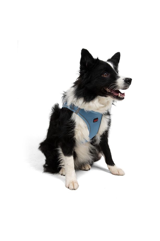 Kedi Köpek Air-Mesh Göğüs Tasması ve Gezdirme Sevk Kayışı Seti 2Sİ1 ARADA Mavi - 9