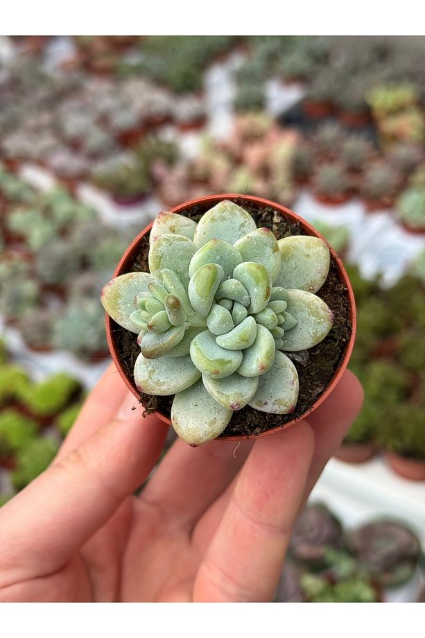 Sedum Clavatum koleksiyonluk özel tür sukulent 5,5cm saksıda - 1