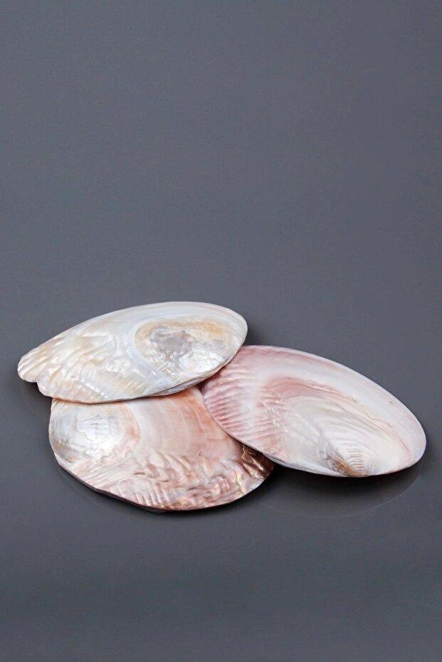Istiridye Sedef Deniz Kabuğu - 2