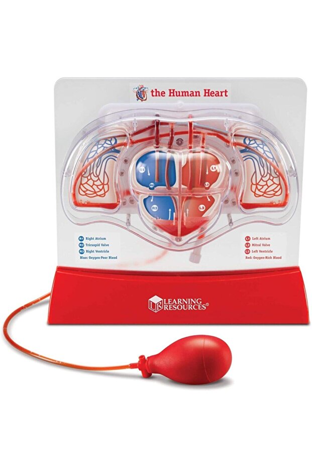 نموذج ضخ القلب - 2