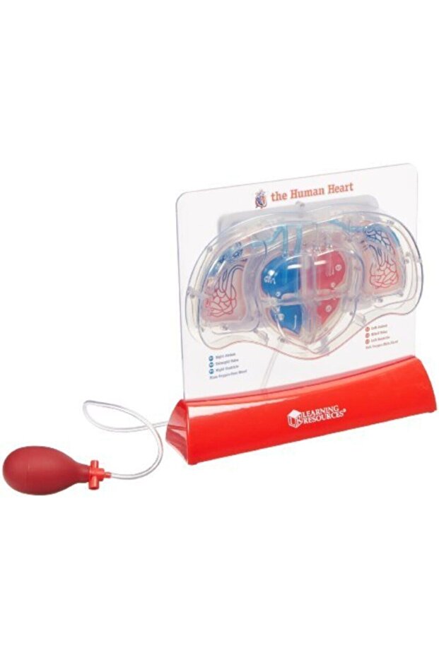 نموذج ضخ القلب - 3