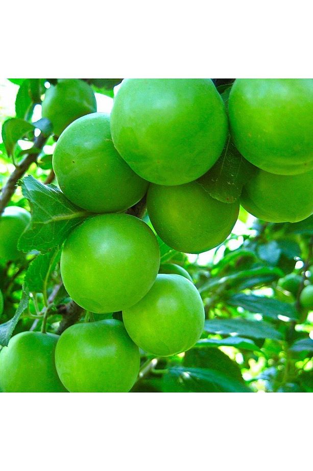 Tüplü AromasI Mükemmel Erkenci Yeşil Can Erik Fidanı - 1