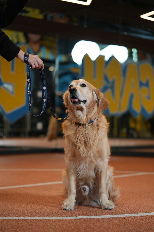 Fenerbahçe, lacivert Logo, Köpek Tasması, köpek Gezdirme Kayışı - 5