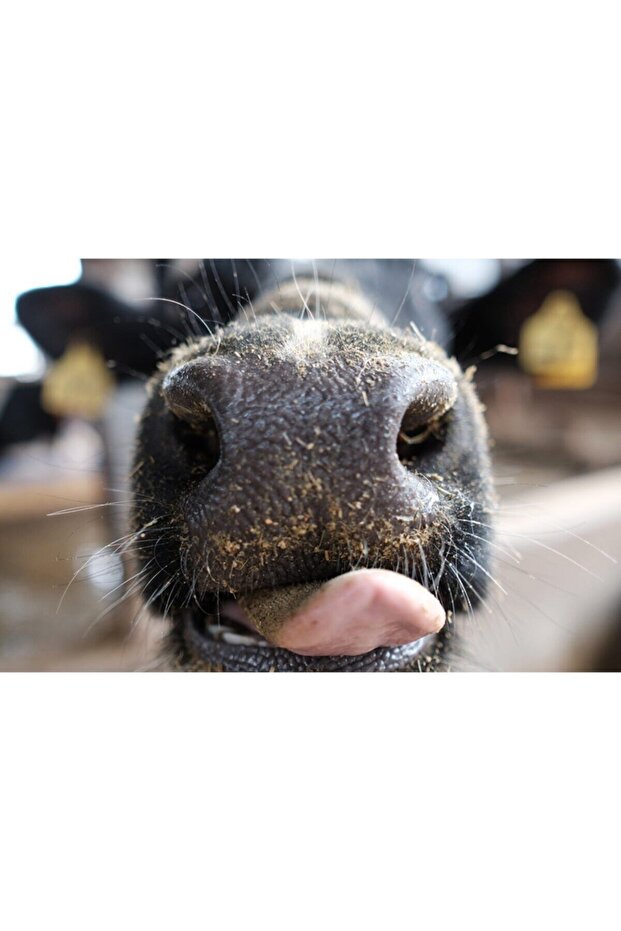 Rumen BUFFER S 500 - 6