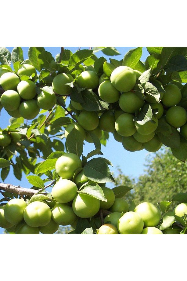 Tüplü AromasI Mükemmel Erkenci Yeşil Can Erik Fidanı - 2