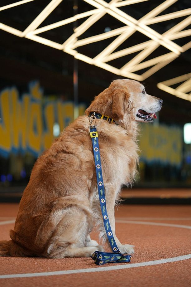 Fenerbahçe, lacivert Logo, Köpek Tasması, köpek Gezdirme Kayışı - 1
