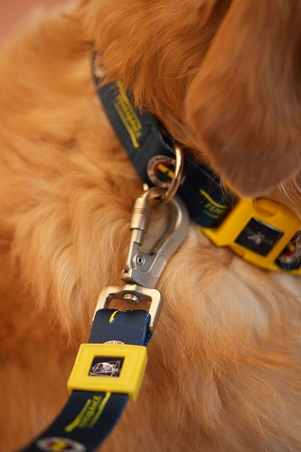 Fenerbahçe, lacivert Logo, Köpek Tasması, köpek Gezdirme Kayışı - 2