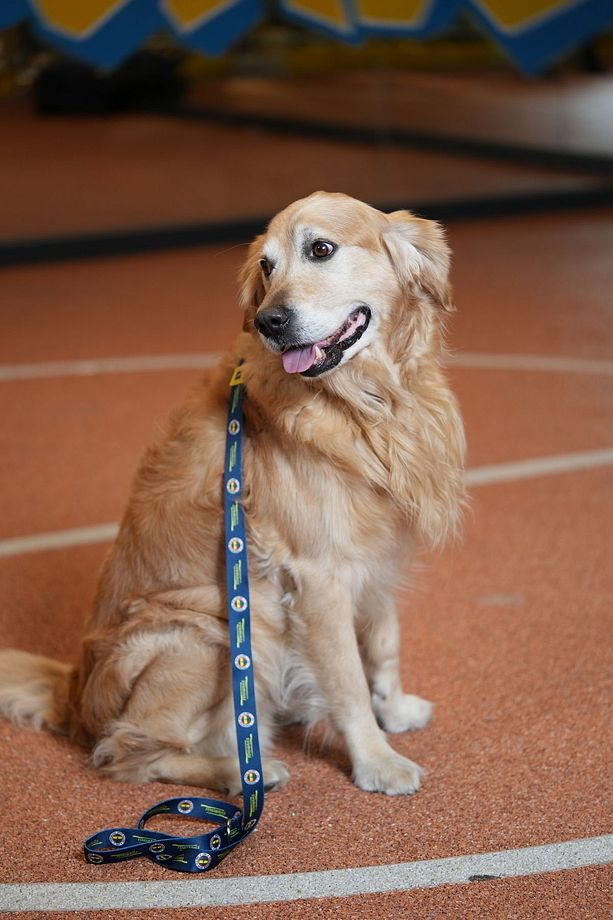 Fenerbahçe, lacivert Logo, Köpek Tasması, köpek Gezdirme Kayışı - 4