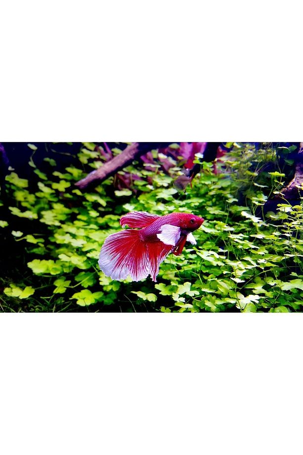 Beta Bakım Seti - Betta Minerals Ve Betta Aqua Conditioner Su Düzenleyici Ikili Set 2x125ml - 6