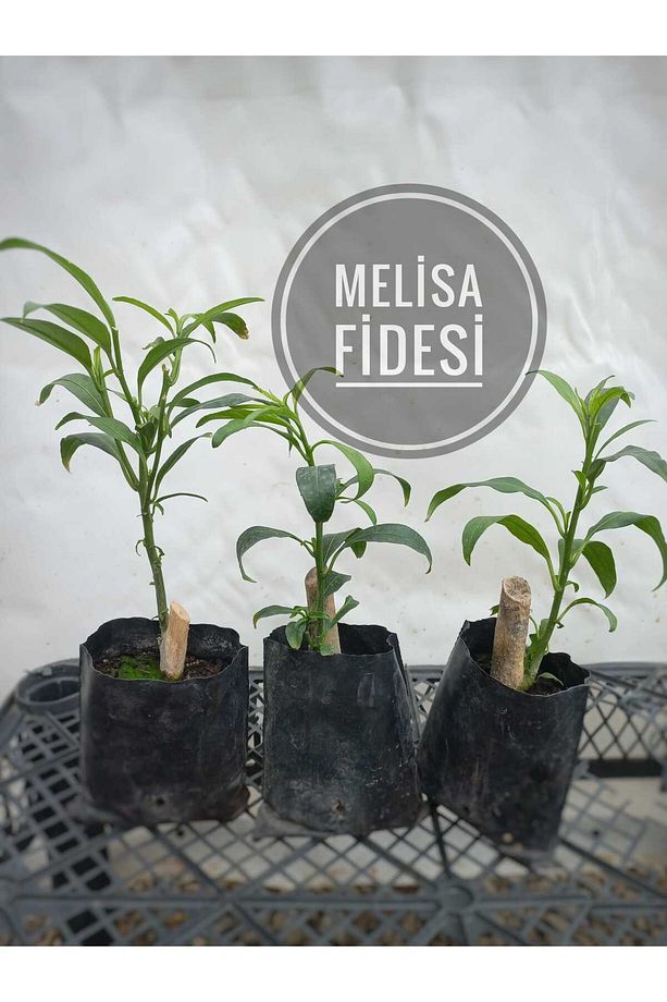 melisa fidanı kokulu melisa ağacı fidesi 3 adet - 1