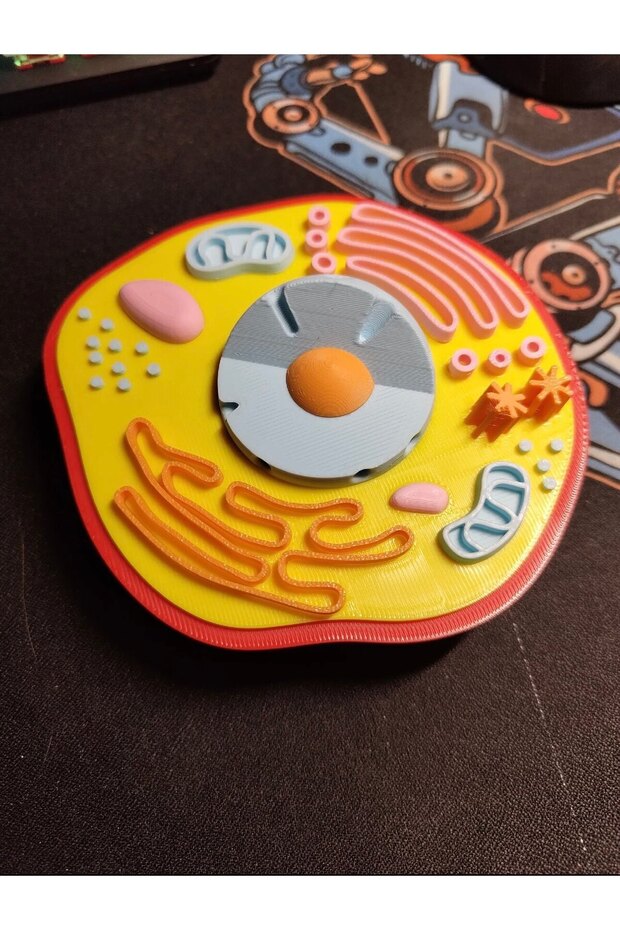 Hayvan Hücresi Modeli - 1