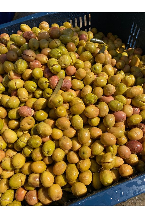 Yeşil Kırma Zeytin 4 Adet 5 Litrelik Pet Şişe ( Net : 14 Kg ) - 7