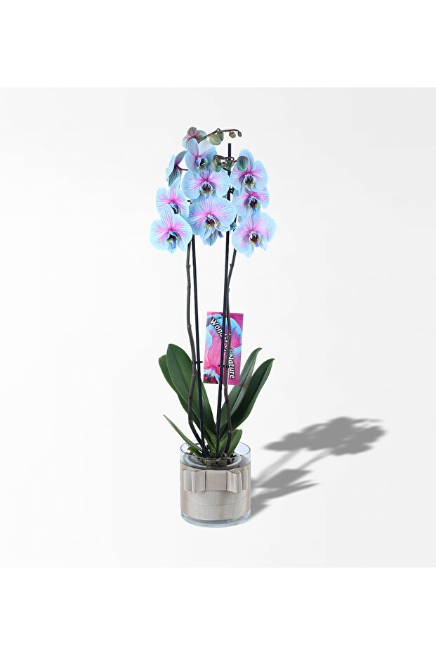 Wonder Pembe Mavi 2 Dallı Orkide - 1