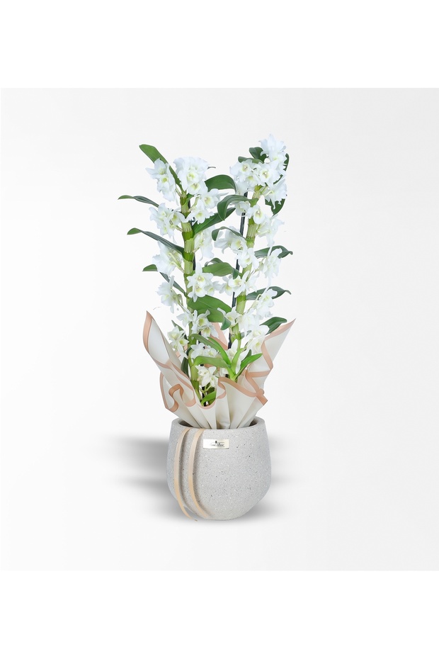 Taş Saksıda 2 Dallı Bambu Orkide - Dentrobium Orkide - 1