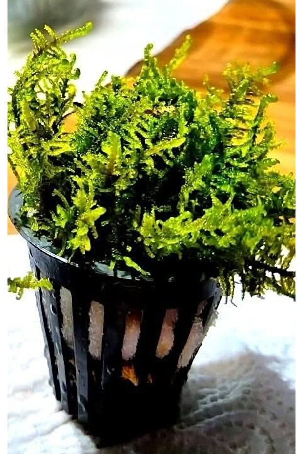 Java mos 1 saksı - 3