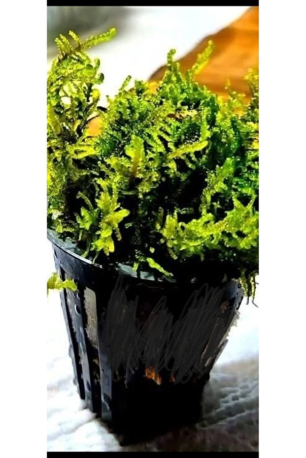 Java mos 1 saksı - 1