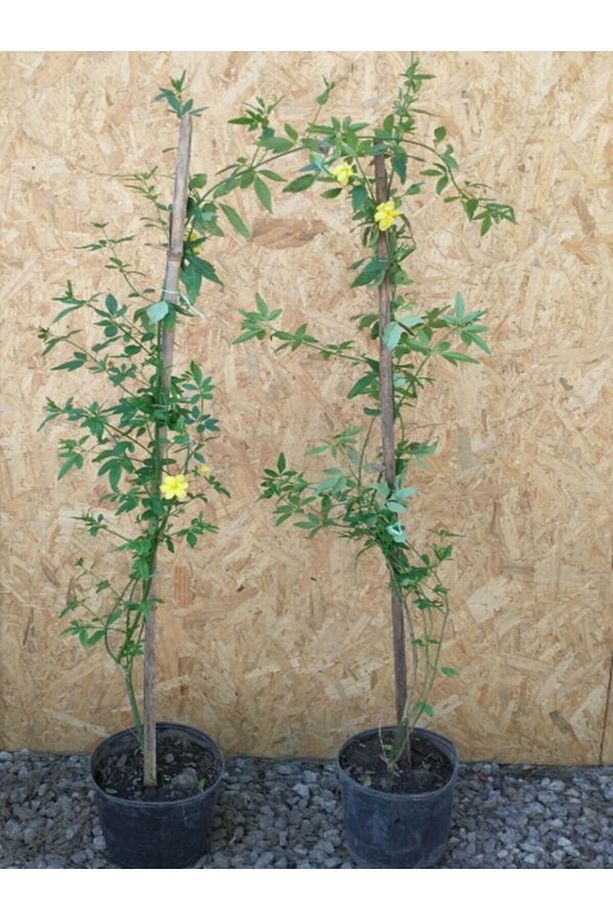 Sarı Renkli Yasemin Çiçeği Fidanı 1 Adet 40-60cm Saksılı Sarmaşık Bitki - 6