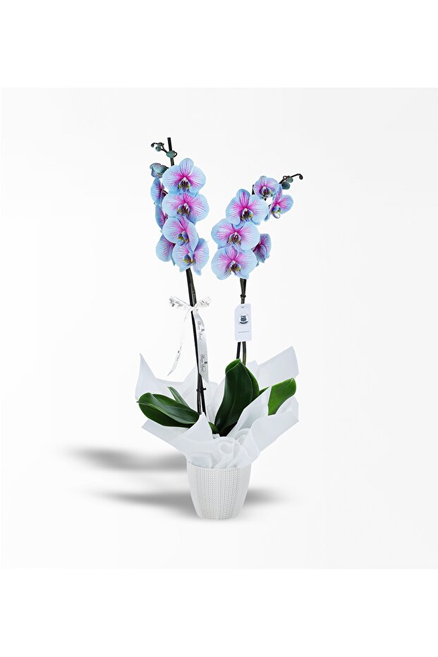 2 Dallı Pembe Mavi Wonder Orkide - 1